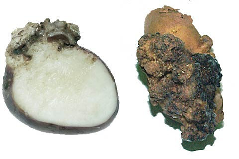  AgroFlora ru