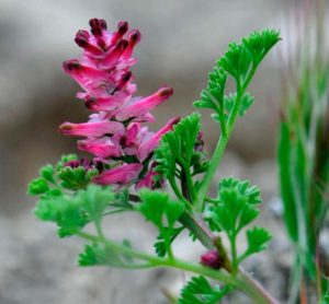 Дымянка аптечная — Fumaria officinalis
