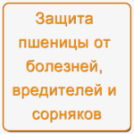 Защита пшеницы от болезней, вредителей и сорняков