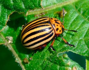 Колорадский жук – Leptinotarsa Decemlineata