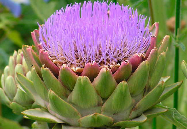  AgroFlora ru
